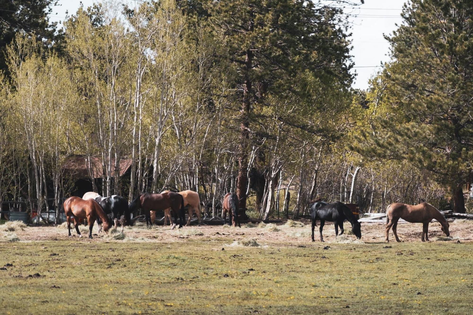 The Meeker Park Lodge Allenspark Экстерьер фото